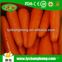 China New Crop Carrot Lieferant